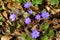 Anemone hepatica Liverwort violet-purplish bloom in woodland at spring