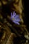 Anemone hepatica, small early spring purple wildflower