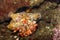 Anemone Hermit crab