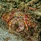 Anemone hermit crab on sand