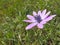 Anemone hortensis, broad-leaved anemone