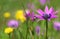 Anemone hortensis flowers in spring