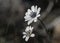 Anemone hortensis subsp. heldreichii