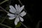 Anemone hortensis subsp. heldreichii
