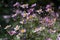 Anemone hupehensis japonica in bloom, beautiful pink flowering park ornamental plant