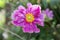 Anemone hupehensis japonica, Japanese anemone, double flower, thimbleweed windflower in bloom