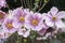 Anemone hupehensis japonica, Japanese anemone, thimbleweed windflower in bloom