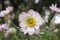 Anemone hupehensis japonica, Japanese anemone, thimbleweed windflower in bloom