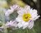 Anemone hupehensis japonica, Japanese anemone, thimbleweed windflower in bloom