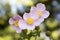 Anemone hupehensis japonica, Japanese anemone, thimbleweed windflower in bloom