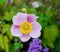 Anemone hupehensis `september charm` in autumn in botany, Poland, Europe