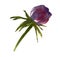 Anemone lover. Botanical animone bud. Vintage Lilac art watercolor wedding blossom anemones .