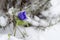 Anemone MR FOKKER with blue flower in winter time