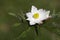 Anemone narcissiflora flower