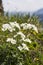 Anemone narcissiflora flowers