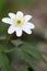 Anemone nemorosa