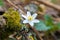 Anemone Nemorosa blooming in spring forest