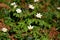 Anemone nemorosa blooms, little white springflowers