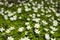 Anemone nemorosa flower in the forest in the sunny day. Wood anemone, windflower, thimbleweed.