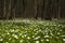 Anemone nemorosa flower in the forest in the sunny day. Wood anemone, windflower, thimbleweed.