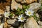 Anemone nemorosa in the Shouf Biosphere Reserve mountains, Lebanon