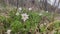 Anemone nemorosa spring flowers growing in wild forest.