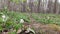 Anemone nemorosa spring flowers growing in wild forest.