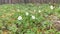 Anemone nemorosa spring flowers growing in wild forest.