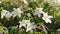 Anemone nemorosa. White flowers waving on wind in European spring forest