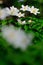 Anemone nemorosa, white spring flowers also known as windflower