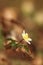 Anemone nemorosa. Wild nature. Czech Republic. Plant in the forest. Beautiful picture.