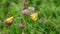 Anemone palmata, Yellow anemone or Cyclamen-leaved Anemone wild flowers