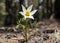 Anemone Patens flower in the forest