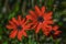 Anemone pavonina flowers
