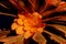 Anemone Plant Flower Sunburst var.
