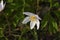 Anemone plant, with white blossoms humid forest ground