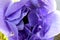 Anemone Purple Petal Mandala