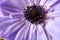 Anemone Purple Petal Mandala Closeup