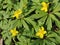 Anemone ranunculoides flowers