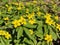 Anemone ranunculoides flowers