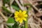 Anemone ranunculoides, macro photo
