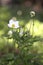 Anemone - Snowdrop Windflower