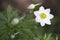 Anemone - Snowdrop Windflower