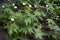 Anemone sylvestris with single white flowers