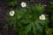 Anemone sylvestris with single white flowers