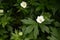 Anemone sylvestris with single white flowers