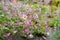 Anemone tomentosa (grapewine leaf anemone) pink flowers