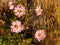 Anemone tomentosa Robustissima, or Grapeleaf Anemone in flower during the autumn