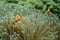 Anemone under the sea in the cockburn  island of Myanmar