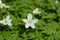 Anemone white isolated on a background of green foliage